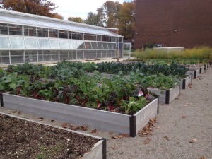 Growing Places Indy Raised Beds